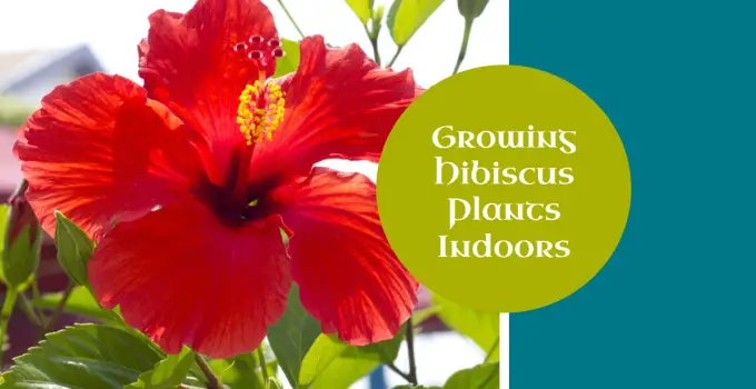 How to Grow a Hibiscus Plant Indoors