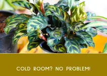 Houseplants for Cold Rooms