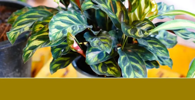 Houseplants for Cold Rooms