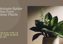 How to Get Rid of Spider Mites on Indoor Plants