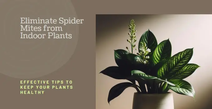 How to Get Rid of Spider Mites on Indoor Plants