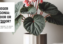 Is Rieger Begonia an Indoor or Outdoor Plant?