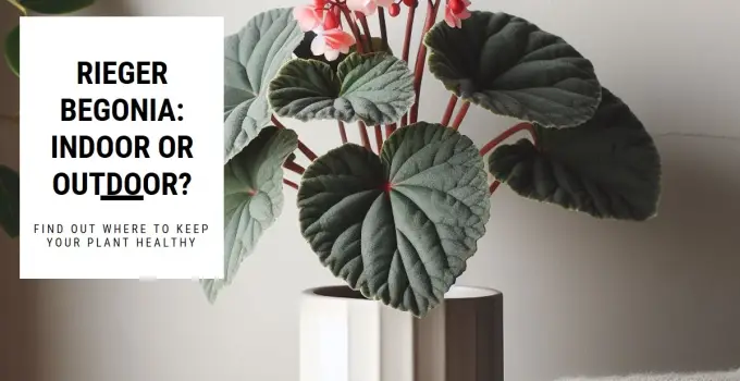 Is Rieger Begonia an Indoor or Outdoor Plant?