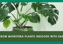 Benefits of Growing Monstera Plants Indoors