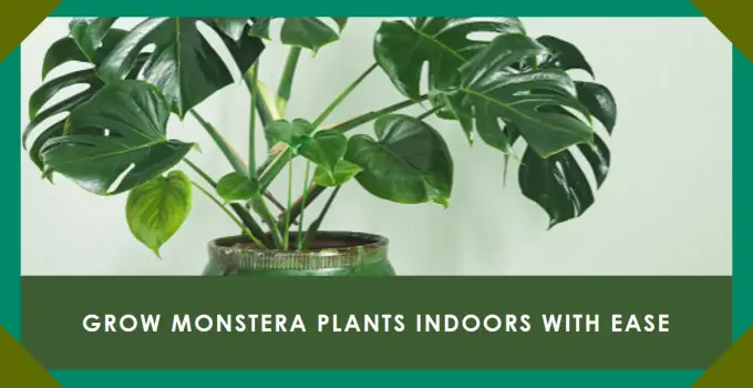 Benefits of Growing Monstera Plants Indoors