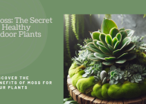 Benefits of Moss for Indoor Plants