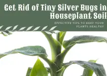 How to Banish Tiny Silver Bugs in Houseplant Soil