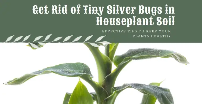 How to Banish Tiny Silver Bugs in Houseplant Soil