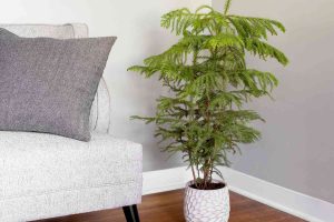 Norfolk Island Pine