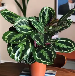 Calathea