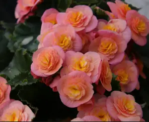 Rieger Begonia