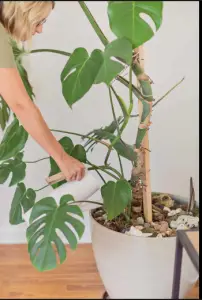 Monstera Plants Indoors