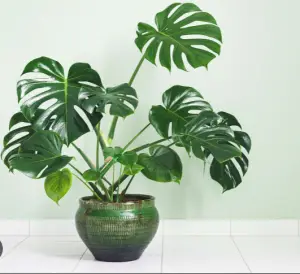 Monstera Plants Indoors