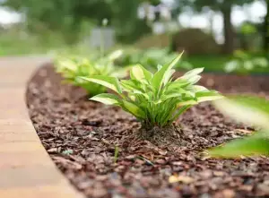 Bark and Wood Chips for Soil Cover