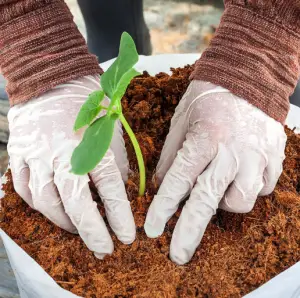 Coconut Coir as Soil Topper