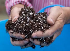 Vermiculite as Soil Topping