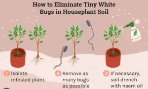 Soil Mites