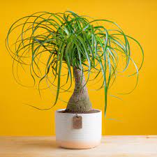 Ponytail Palm