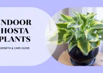 Indoor Hosta Plants