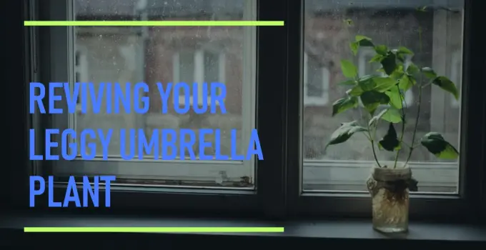 How To Fix A Leggy Umbrella Plant