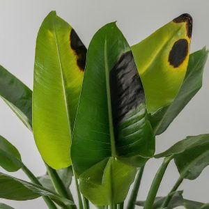 Indoor Plants Leaves Turning Black