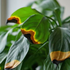 Indoor Plants Leaves Turning Black