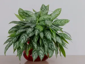 Chinese Evergreen (Aglaonema)