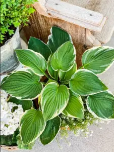 indoor hosta plants