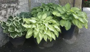 Indoor Hosta Plants