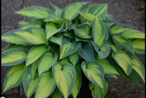 Indoor Hosta Plants