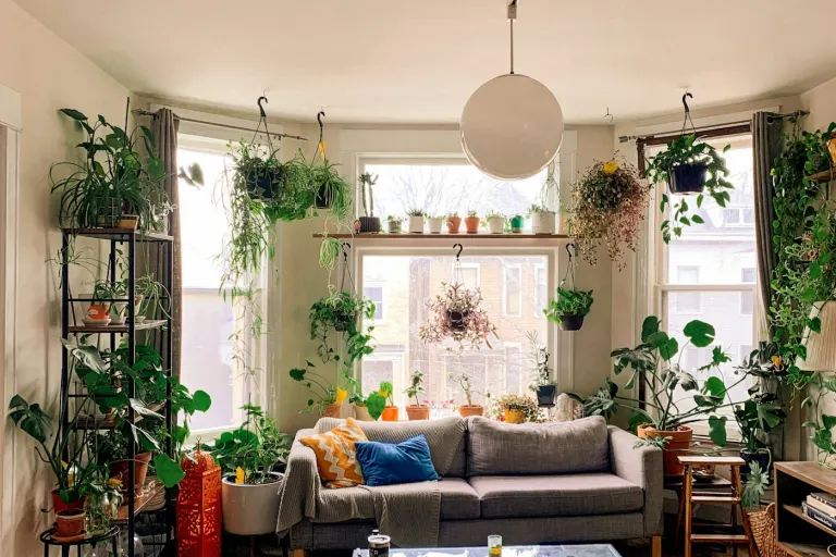 Bright living room with shelves of houseplants by a bay window