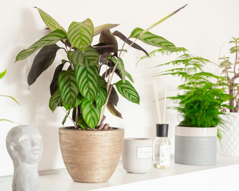 Calathea in a woven pot on a shelf with small decor