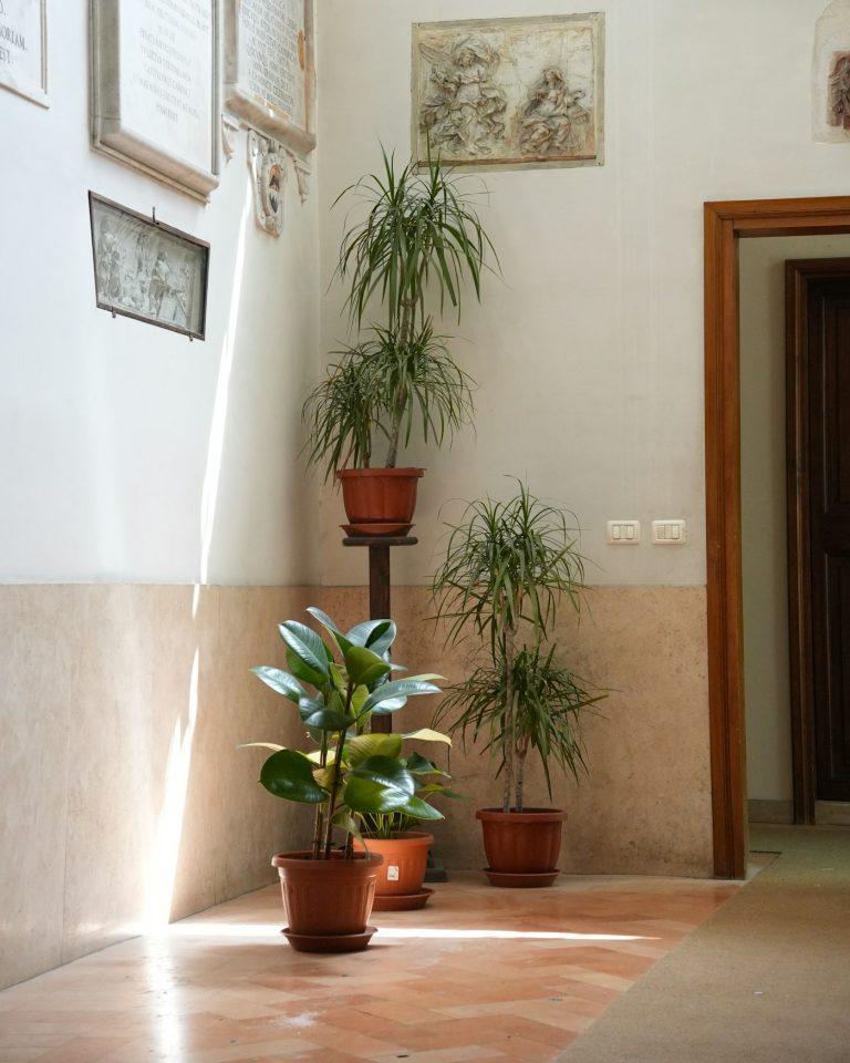 Dracaena plants in a bright room corner