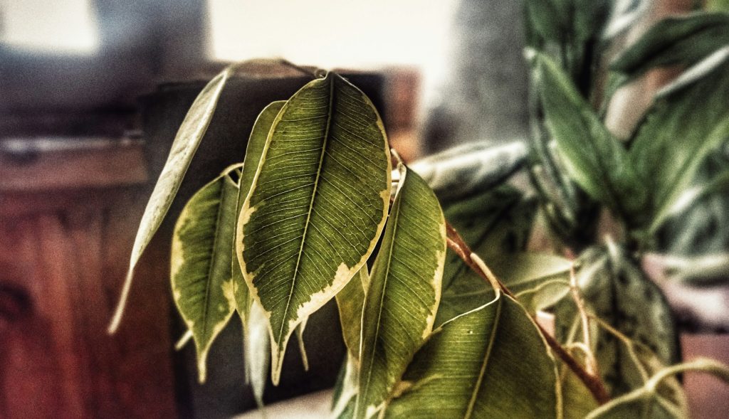 Ficus leaves turning yellow and brown