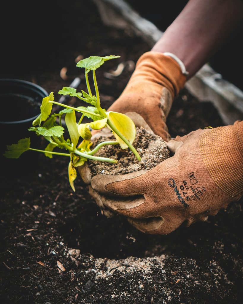 Hands holding a plant root ball with soil