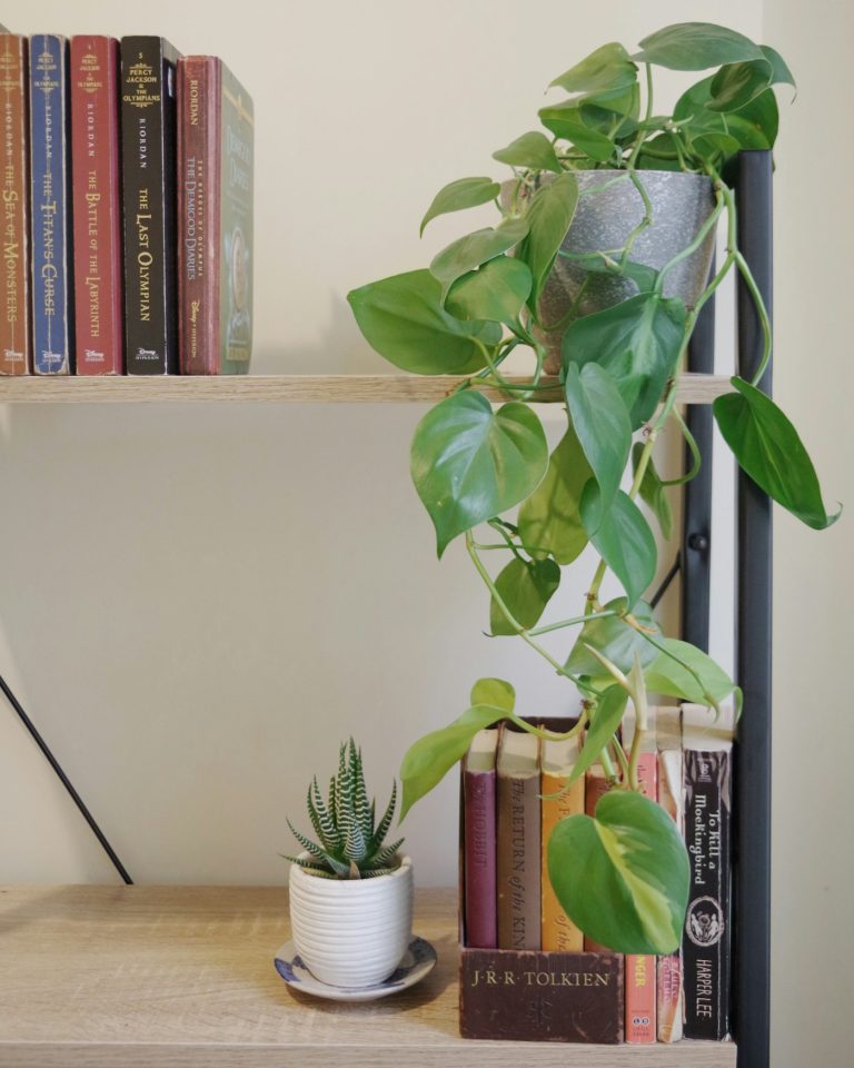 Heartleaf philodendron trailing from a bookshelf