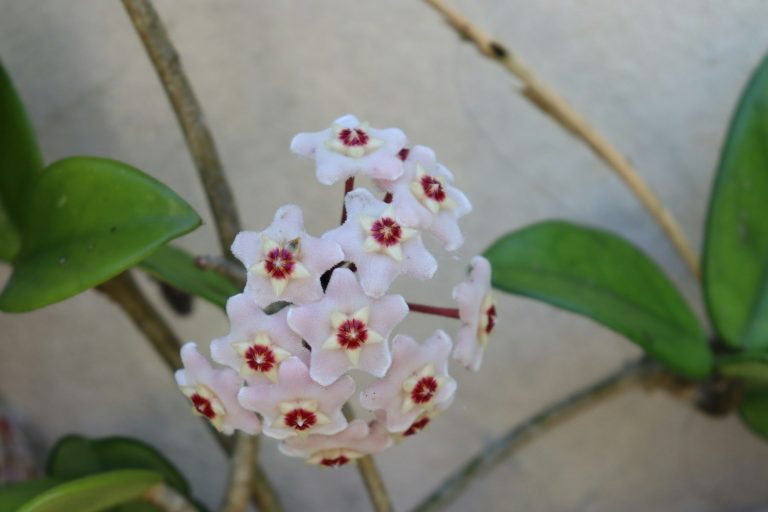 Hoya plant with a cluster of star-shaped pink and white flowers