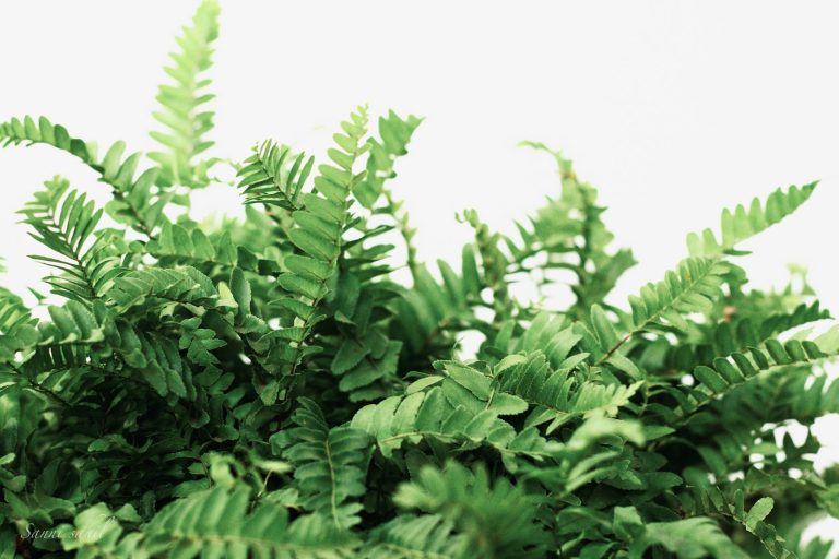 Lush green fern fronds