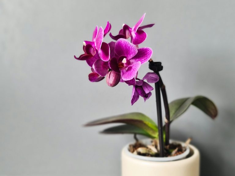 Magenta moth orchid in a white pot