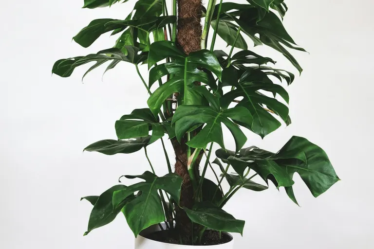 Monstera climbing a coir moss pole
