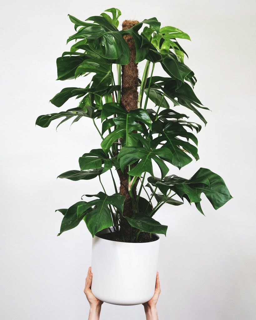Monstera climbing a coir moss pole