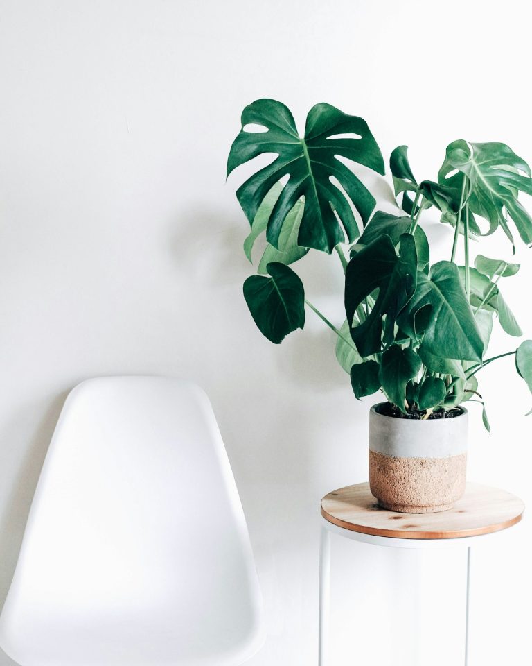 Monstera deliciosa in a white pot on a wooden stool