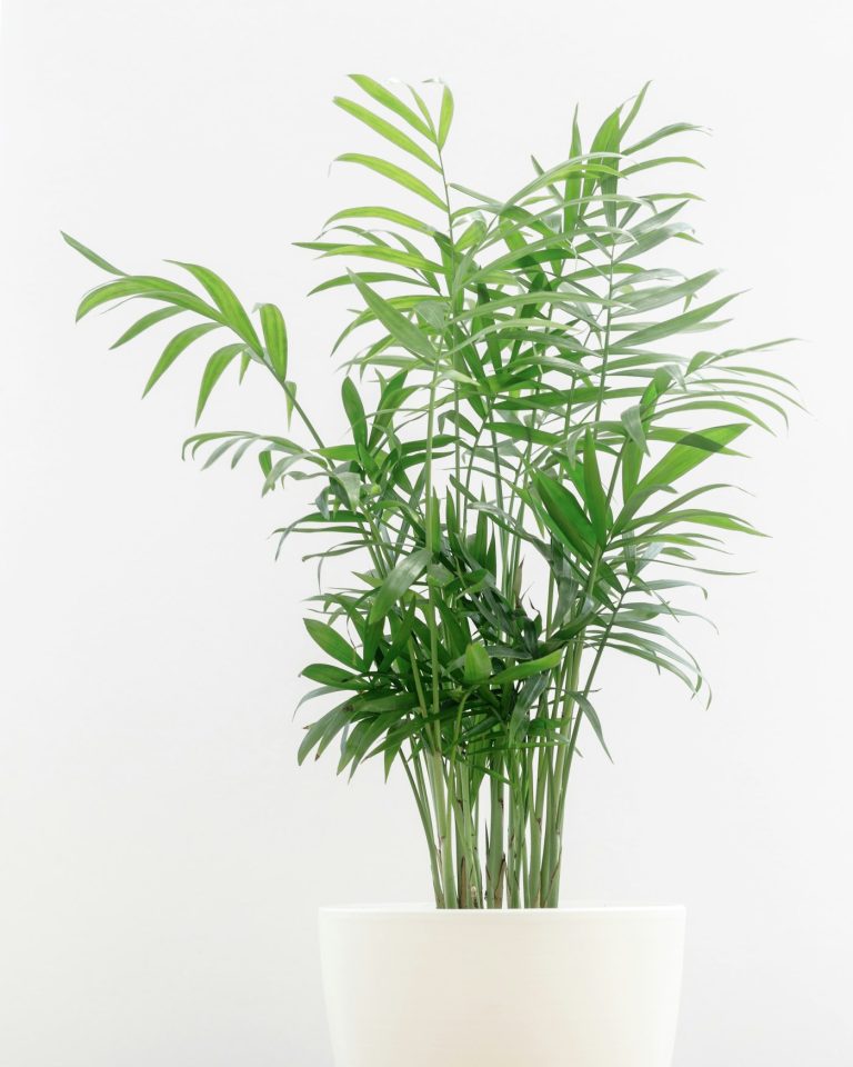Parlor palm with feathery fronds in a pot