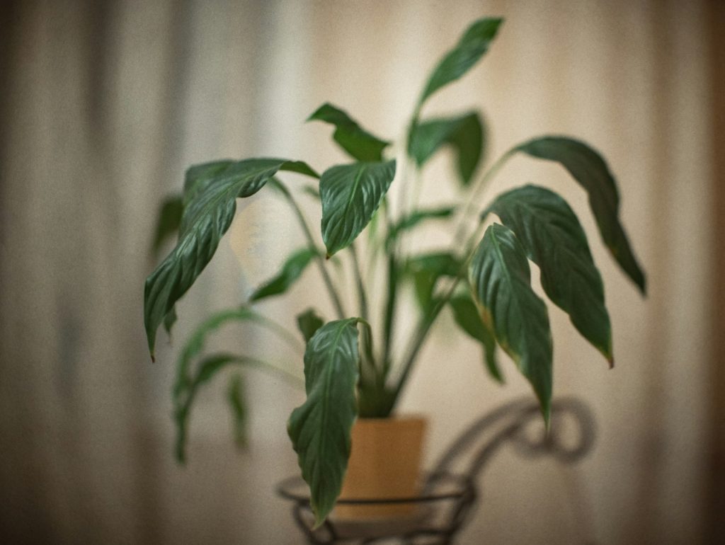 Peace lily with drooping leaves on a plant stand