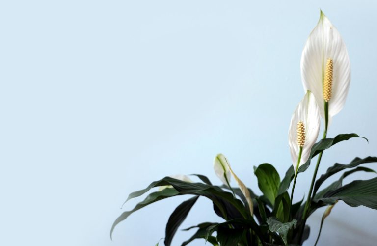 Peace lily with white blooms
