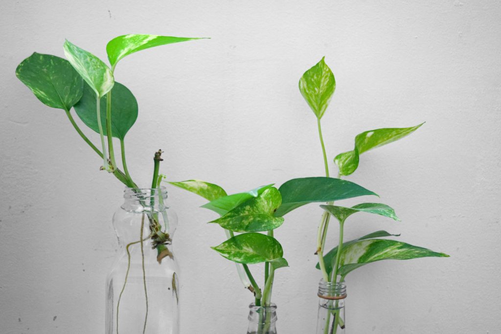 Pothos cuttings with new roots in glass bottles of water
