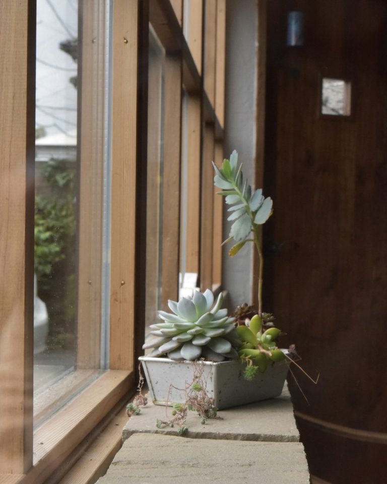 Potted succulents on a sunny windowsill
