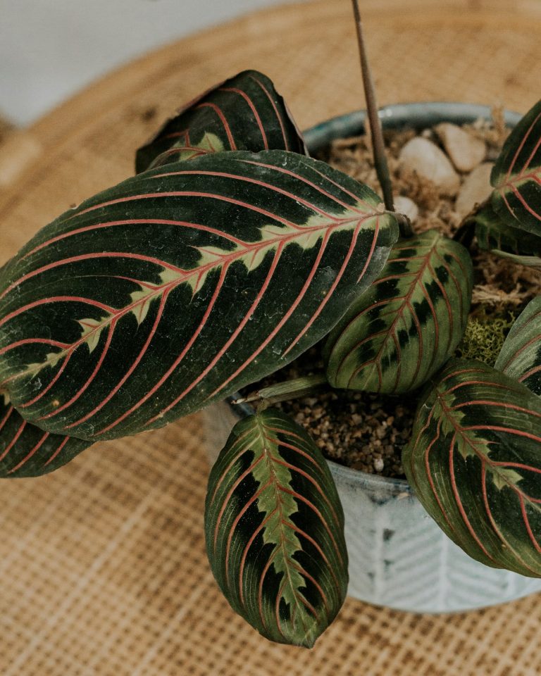 Red-veined prayer plant leaves