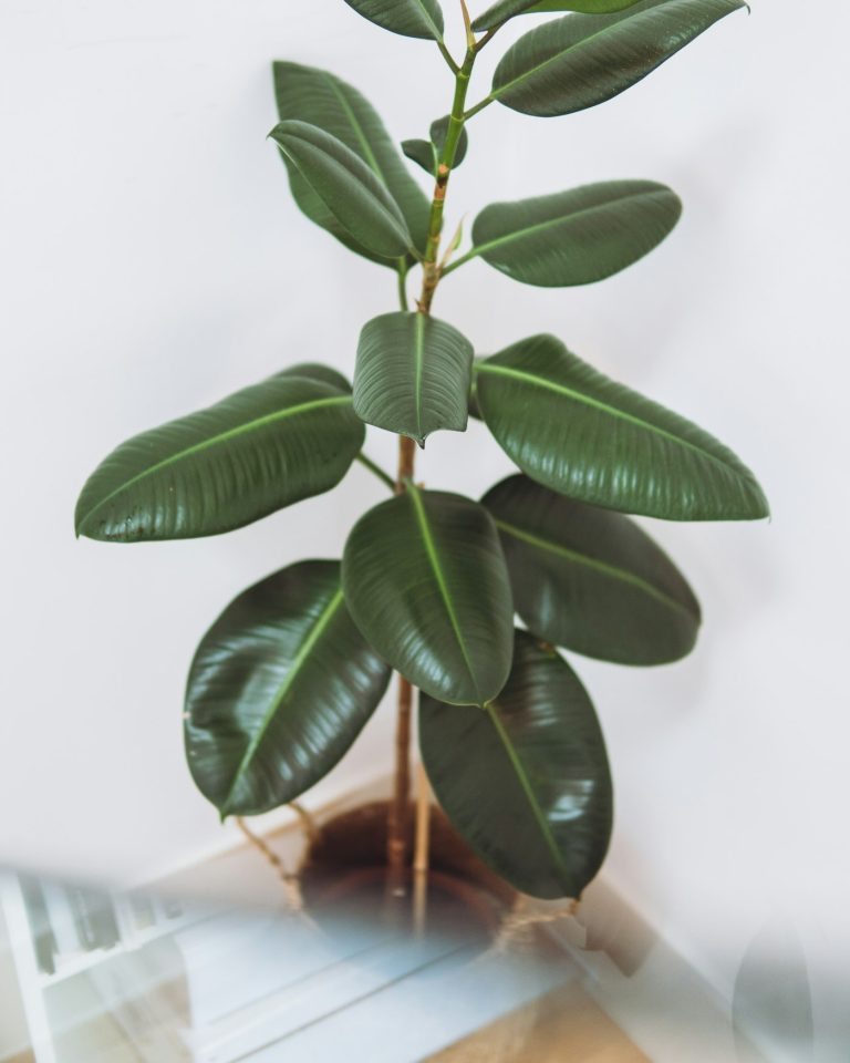 Rubber plant with large dark green leaves