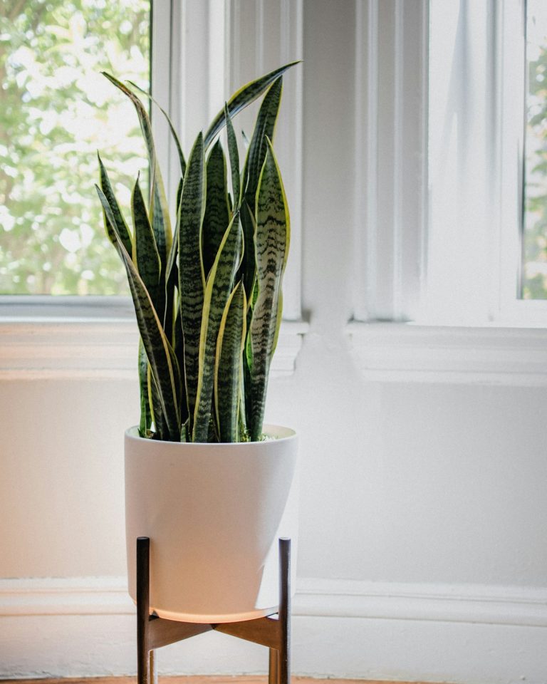Snake plant in a white pot on a stand beside a bright window